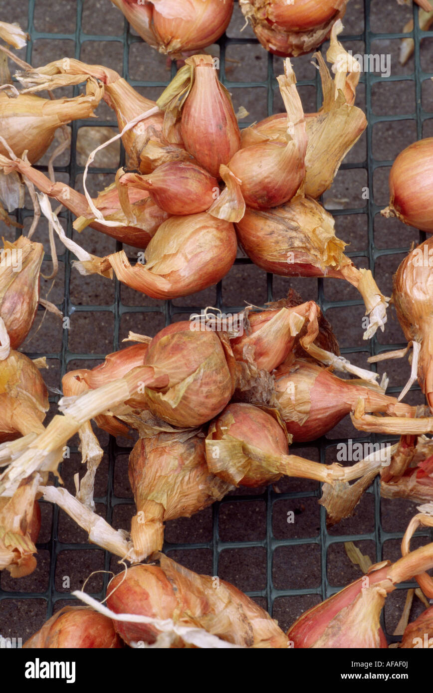 Allium Cepa var. Aggregatum "Mikor" (Schalotte) Klumpen von Jersey eine halbe lange Schalotte Leuchtmittel nach Aufhebung zum trocknen. Stockfoto