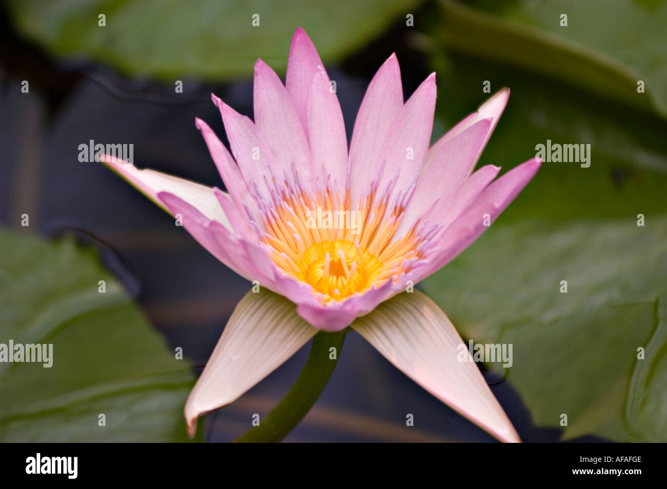 Rosa-violetten Blüten Nahaufnahme von Cape blaue Seerose Nympheaceae Nymphaea Capensis Var zanzibariensis Stockfoto