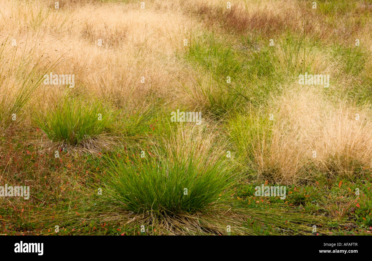 Ende sommer wiese Gräser und Bebbs Segge grössere Sudbury, Ontario, Kanada Stockfoto
