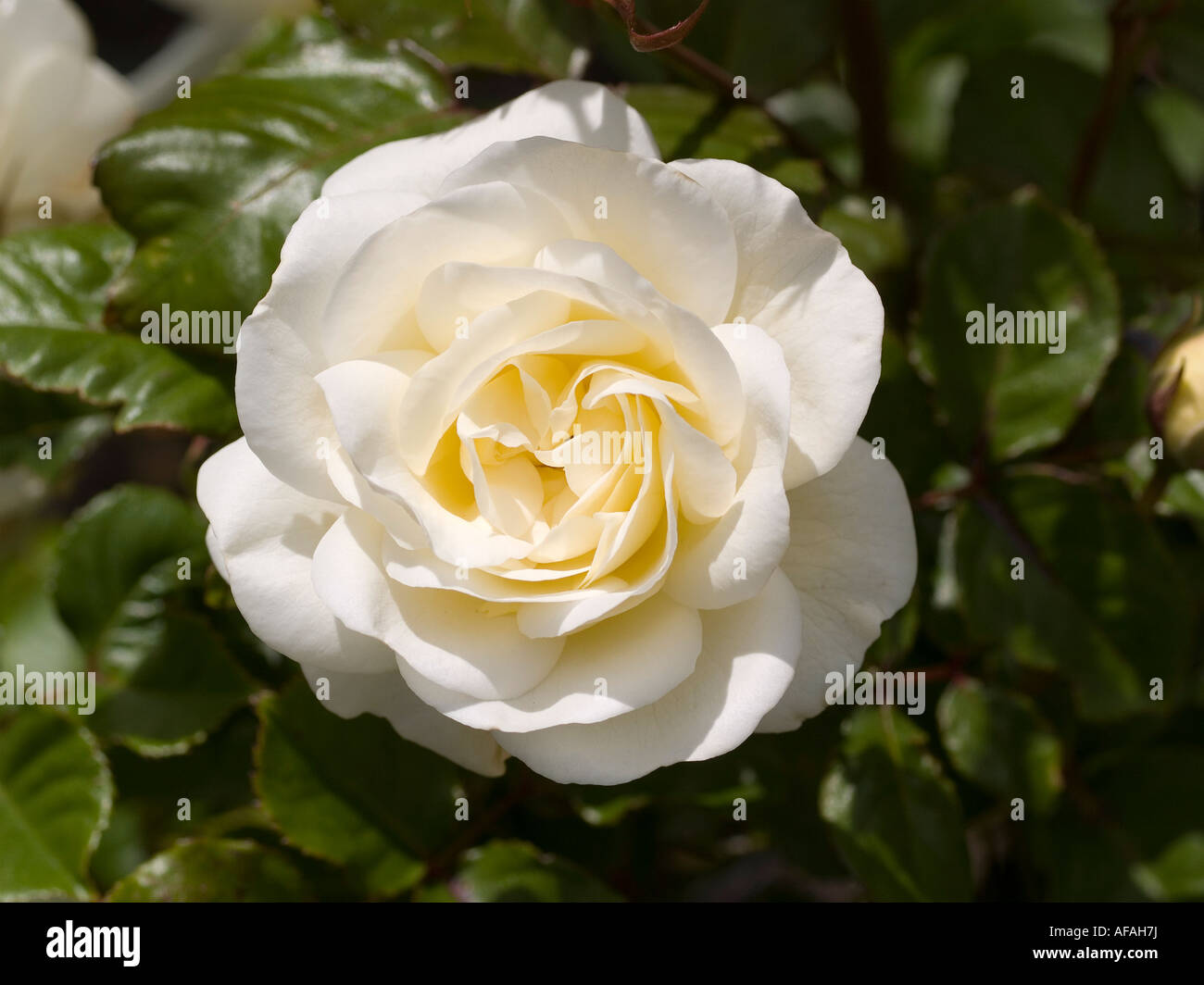 Creme weiße Rosenblüte und Blätter Rosa Hochzeit Rose Stockfoto