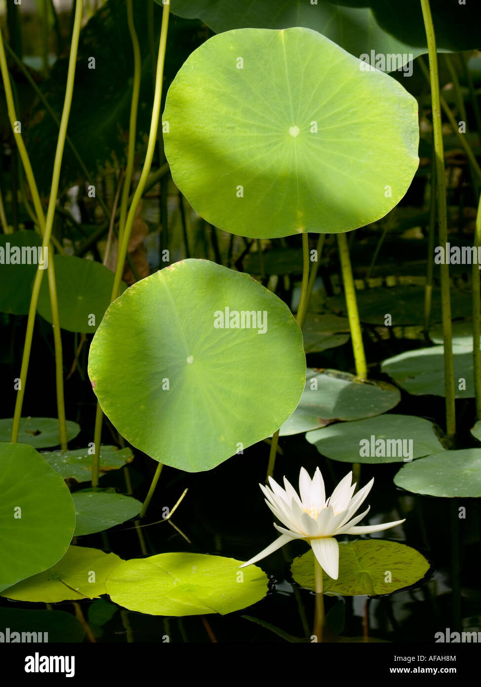 Heiligen Lotusblätter und Seerose im Treibhaus Teich Stockfoto