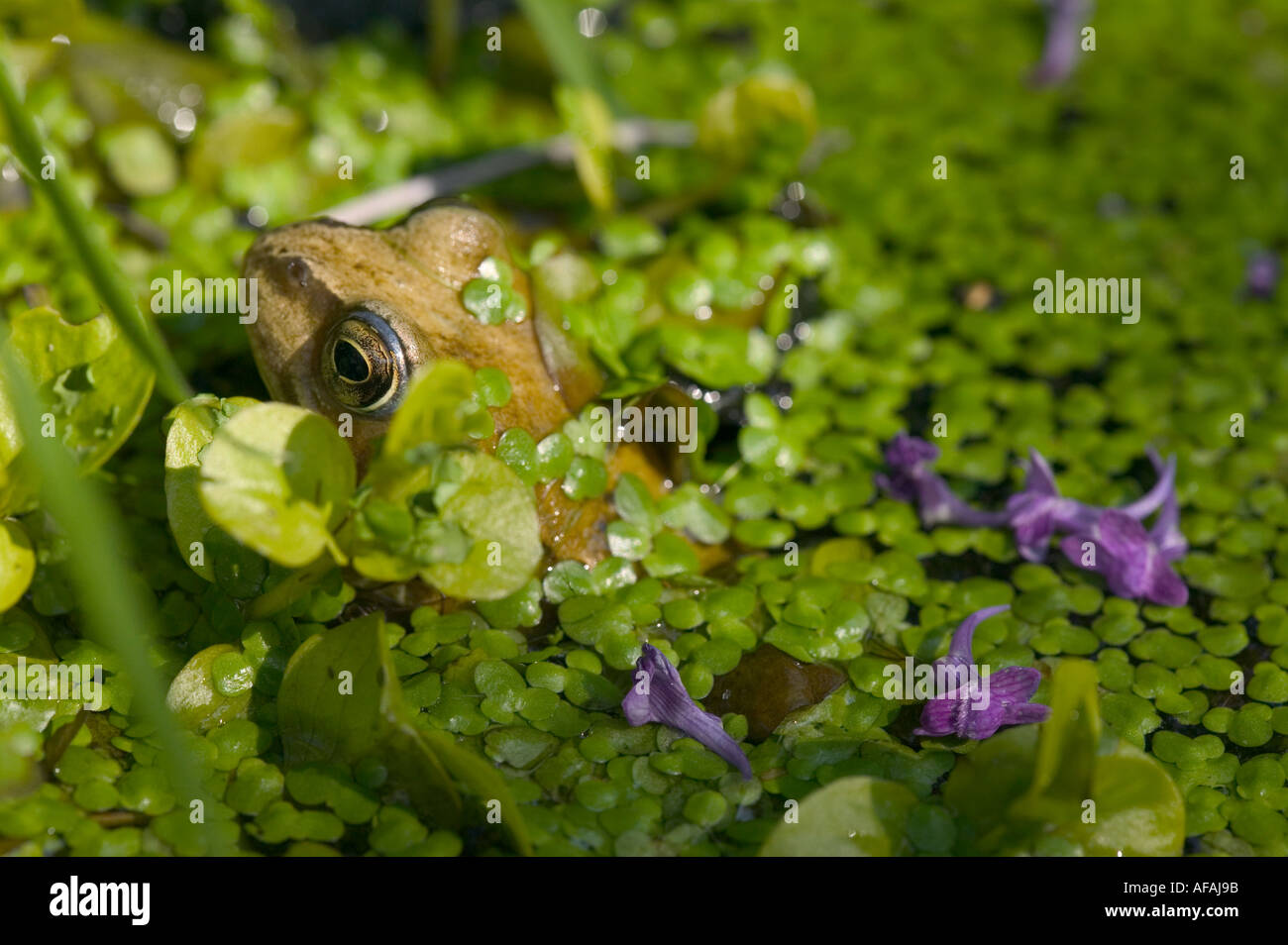 eine gemeinsame Forg in einem Gartenteich bedeckt in Wasserlinsen in Ambleside UK Stockfoto