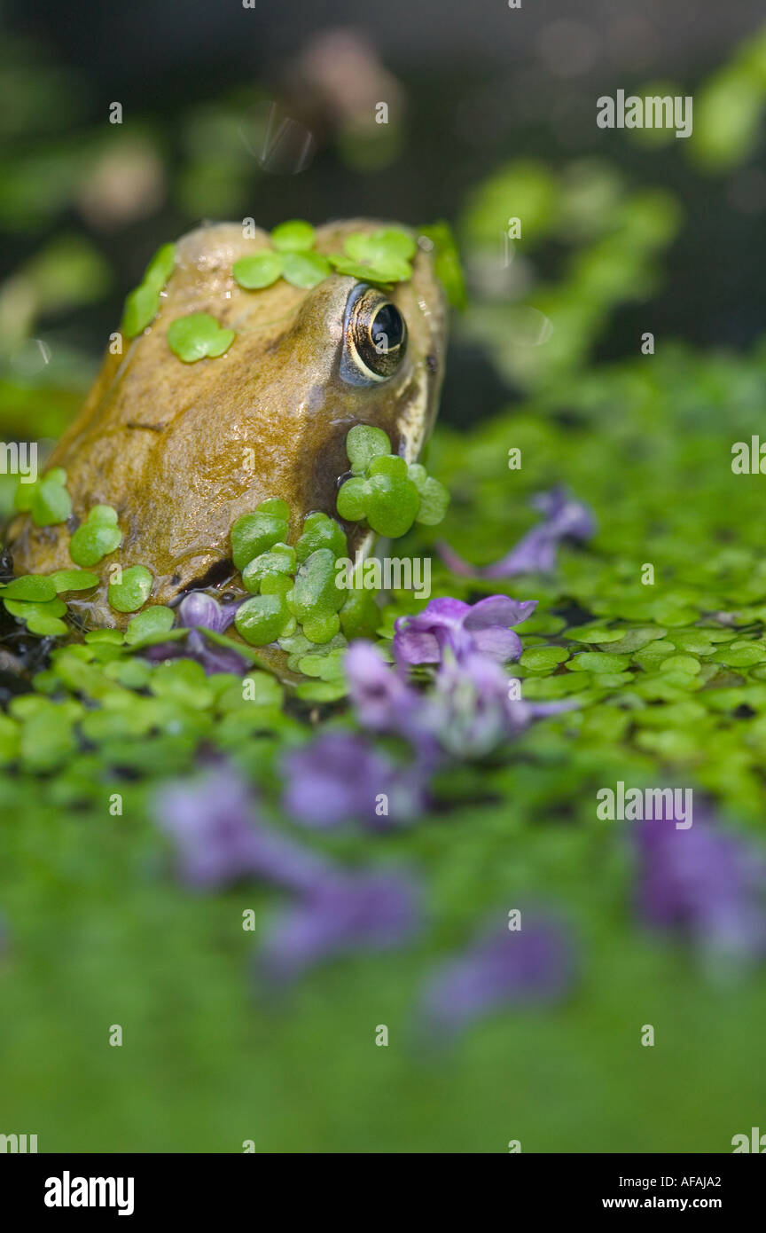 eine gemeinsame Forg in einem Gartenteich bedeckt in Wasserlinsen in Ambleside UK Stockfoto