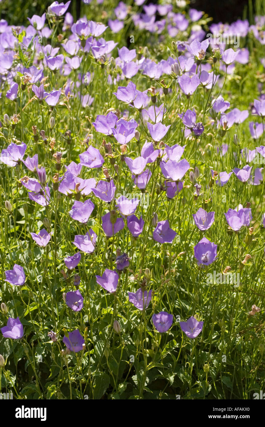 Violett blau Blumen Glocke Campanulaceae Campanula Carpatica Karl Foester Nowotarski Bereich Europa Stockfoto