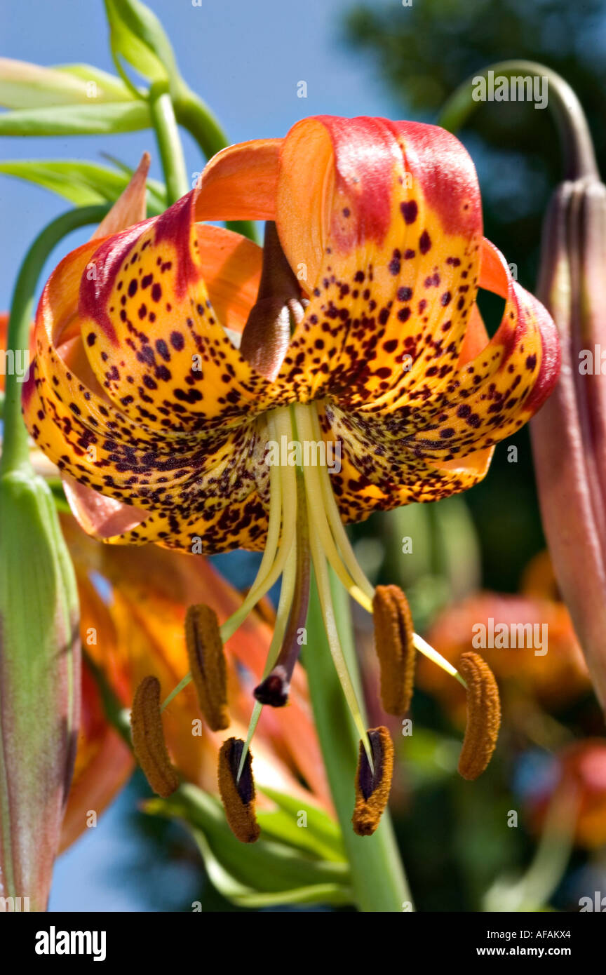Detaillierte Nahaufnahme der orangen Blüten der Day Lily oder Taglilie American Mix mit dunklen Flecken, langen Staubblättern und geschwungenen Blütenblättern im Garten. Stockfoto