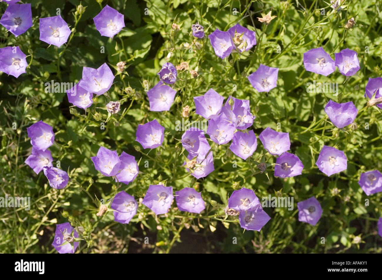 Violett blau Blumen Glocke Campanulaceae Campanula Carpatica Karl Foester Nowotarski Bereich Europa Stockfoto