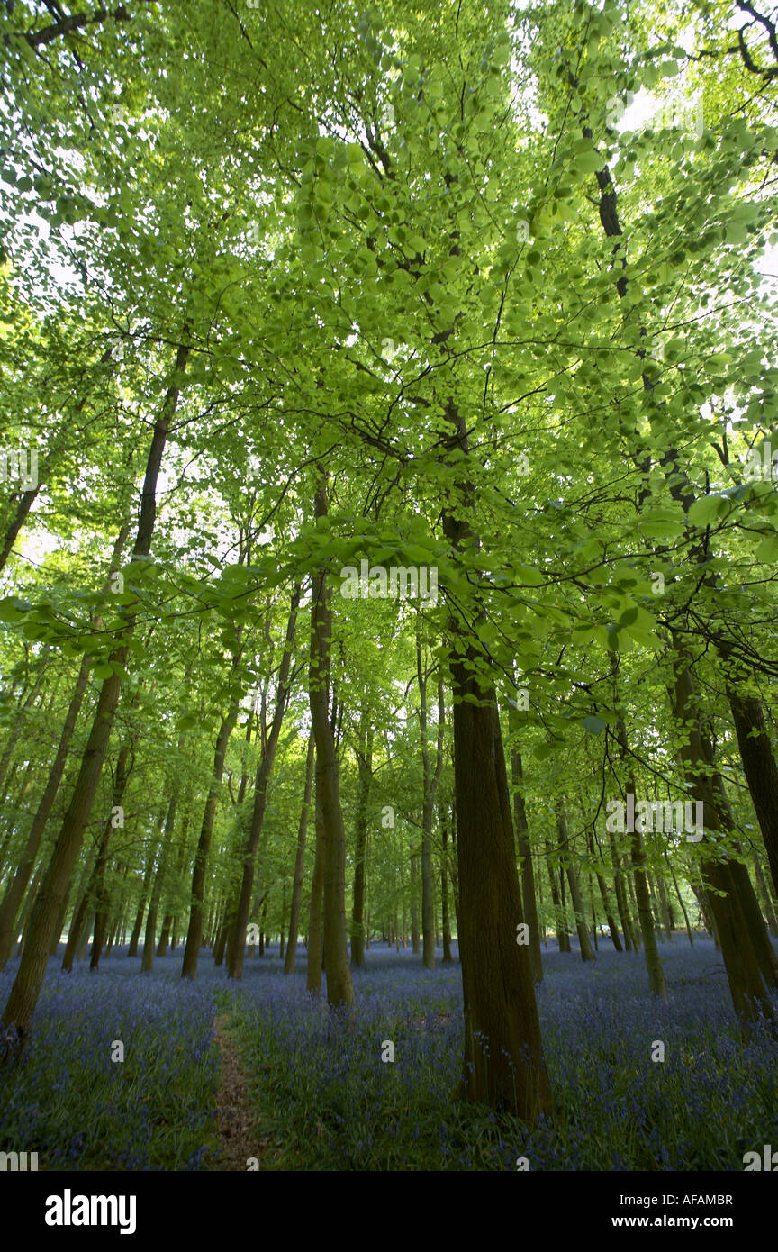 Englische Glockenblumen in Buche Wald (Hyacinthoides non-Scripta) Stockfoto