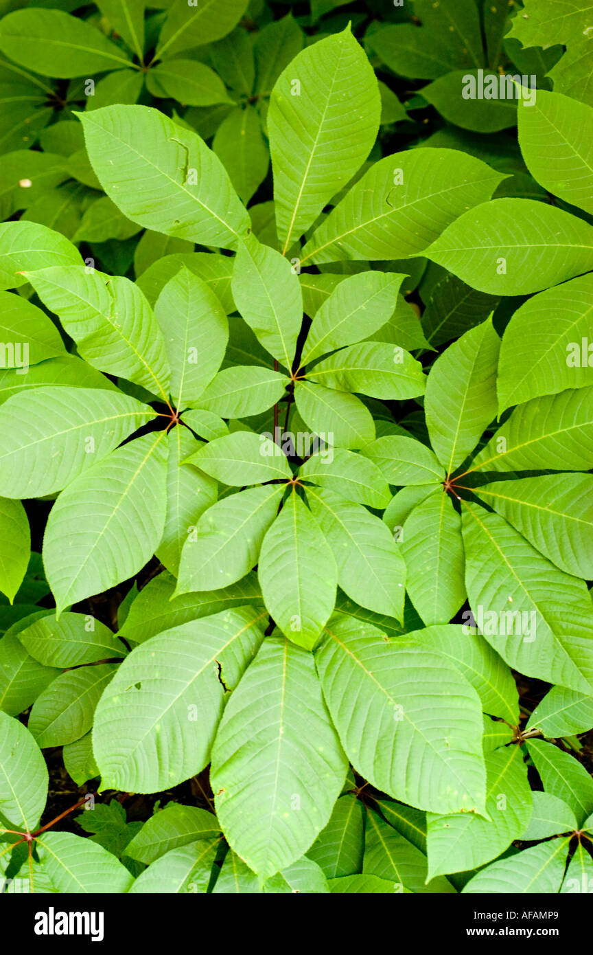 Leuchtend grüne Blätter eines in den USA wachsenden buckeye (Aesculus parviflora), Hippocastanaceae. Naturfotografie aus nächster Nähe. Stockfoto