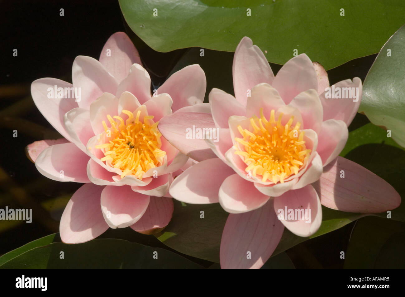 Weiß rosa und gelb paar Blumen Nahaufnahme von Seerose Nymphaea Stockfoto