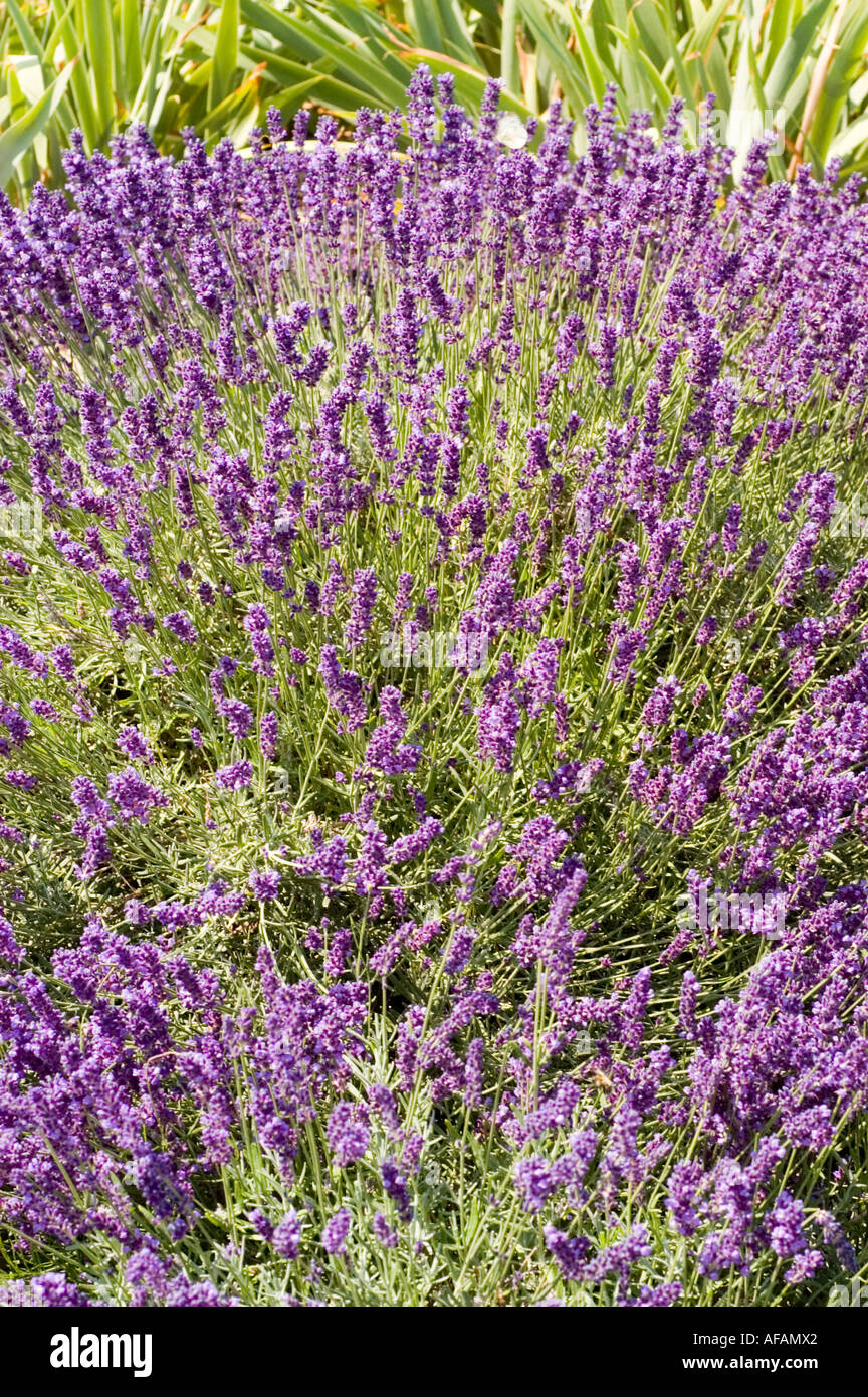 Violetten Blüten des Lavendel Hidcote Lamiaceae Lavandula oder Lavendula Angustifolia Hidcote Stockfoto