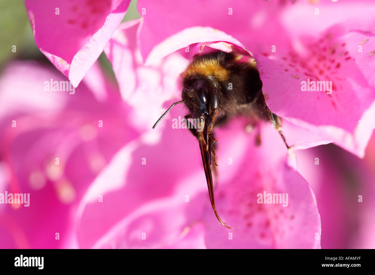 Bienenarten Rüssel Makro Nahaufnahme unbekannt Stockfoto