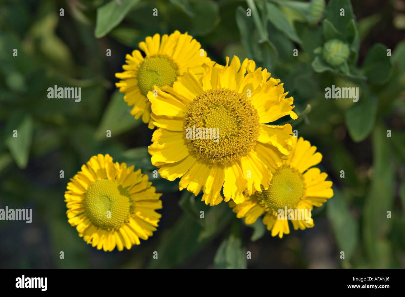 Nahaufnahme der gelben gewöhnlichen Nasenalgenblüten, Helenium autumnale Pumilum Magnificum, in einem Garten. Stockfoto