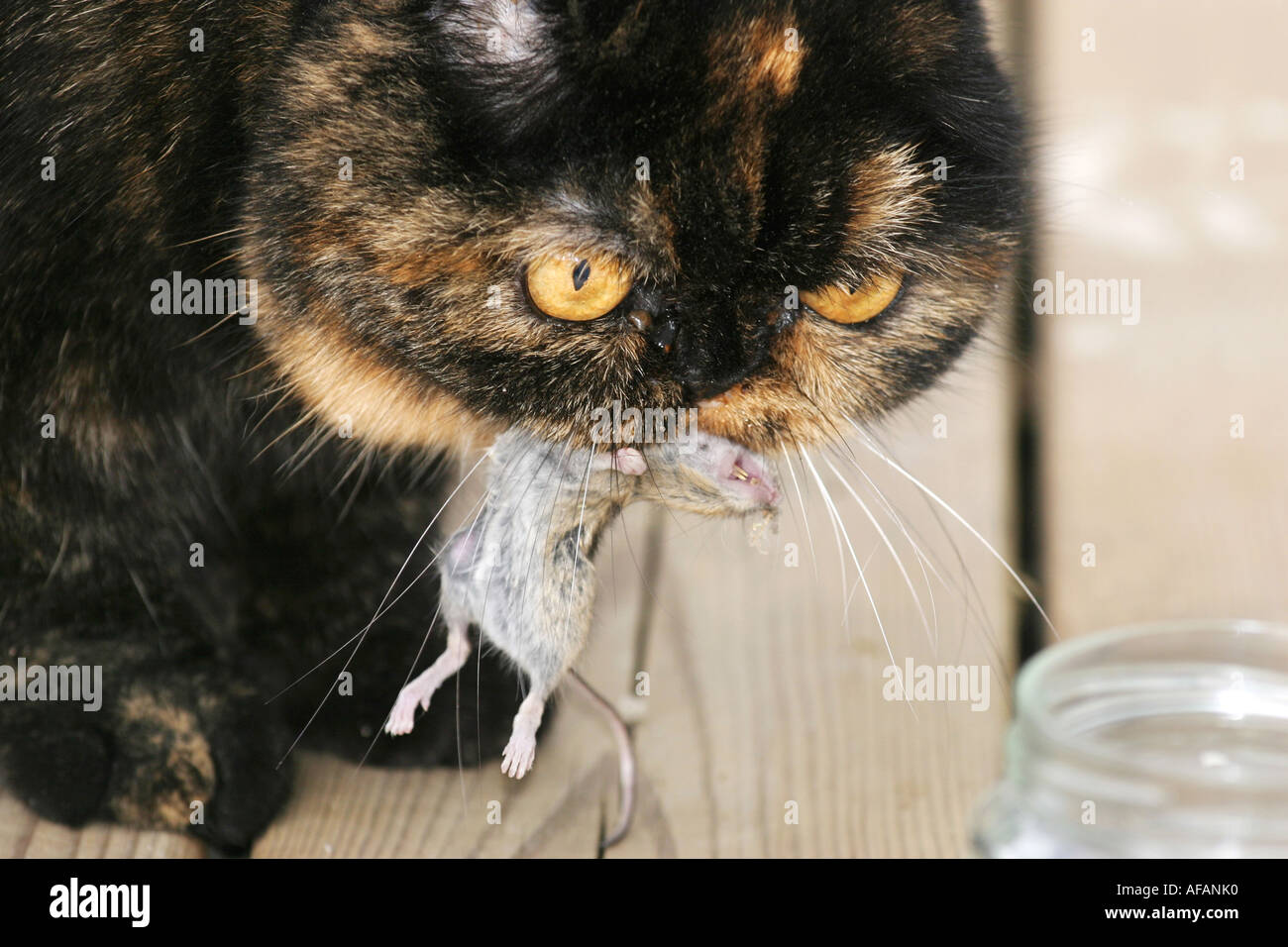 Katze mit einer neu gefangene Maus im Maul. Die Katze ist eine kurzhaarige Perserkatze Arten exotisch Stockfoto