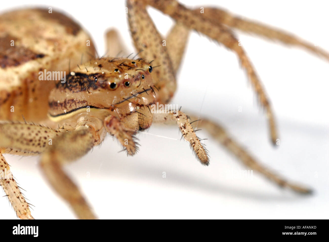 Nahaufnahme von einer Krabbe Spinne Xysticus Ulmi auf weißem Hintergrund Stockfoto