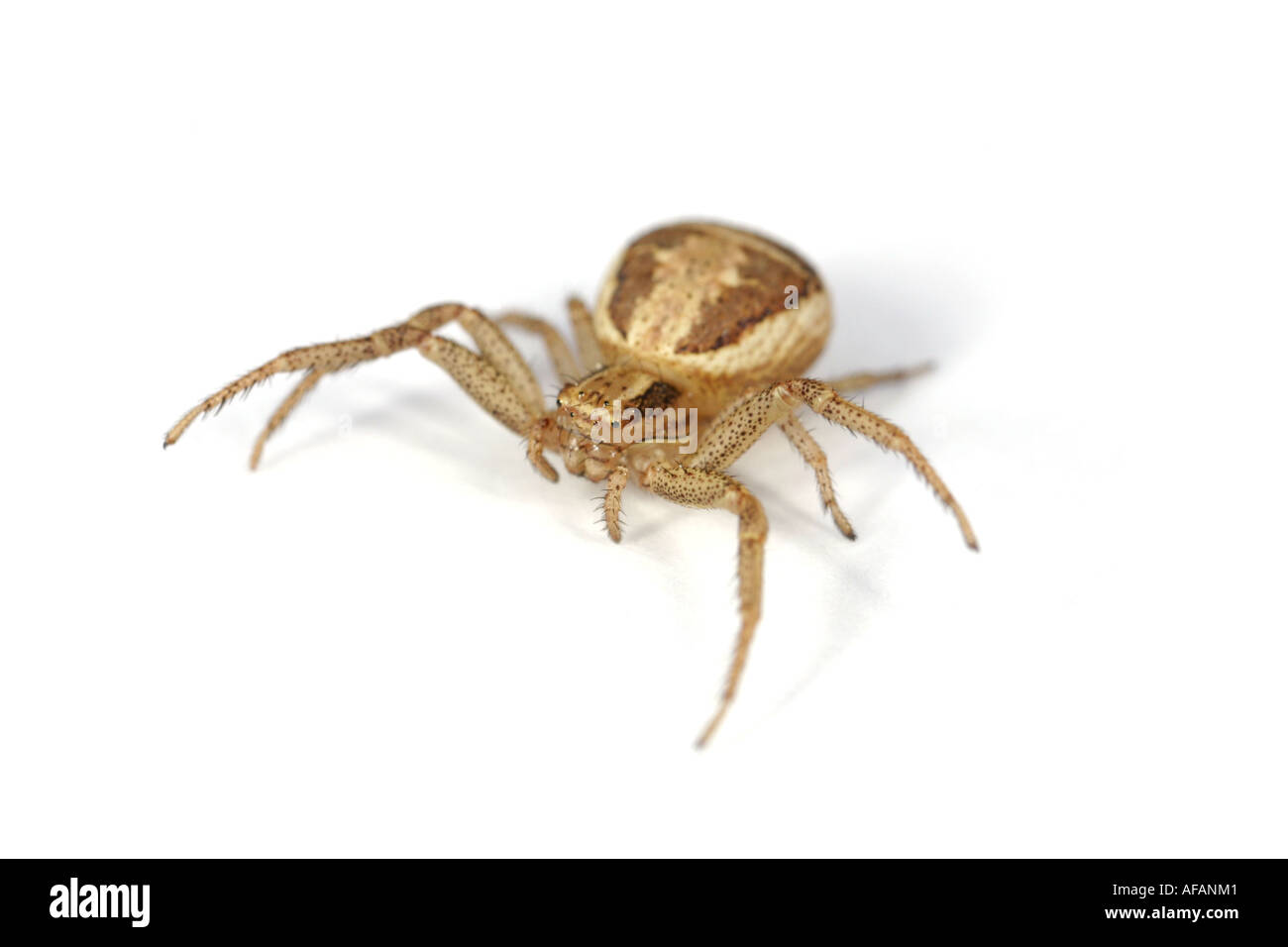 Krabben Sie-Spinne Xysticus Ulmi auf weißem Hintergrund Stockfoto
