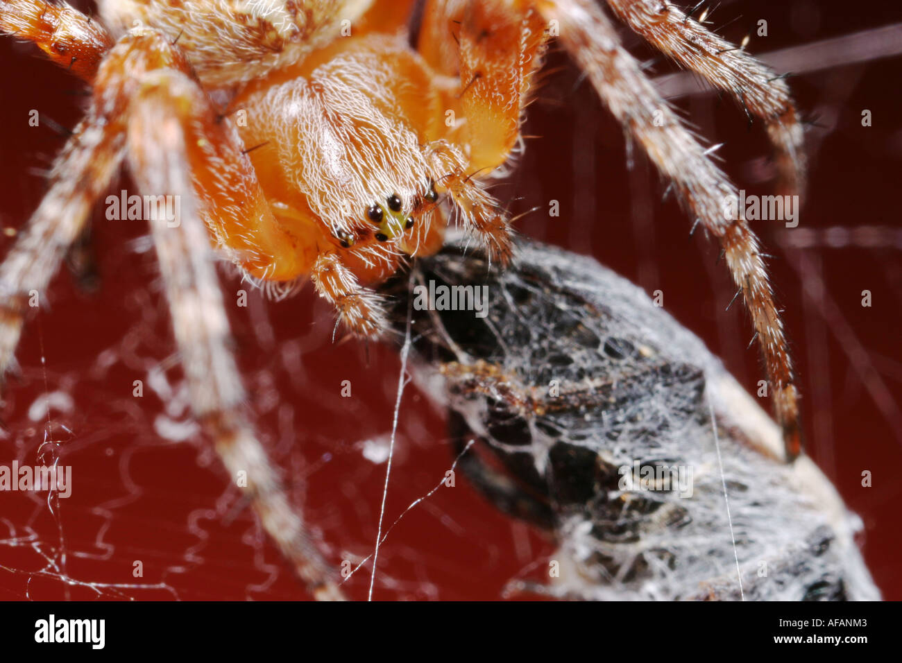 Nahaufnahme von einer Kreuzspinne, auch genannt Kreuzspinne Araneus Diadematus, während des Essens seine Beute. Stockfoto