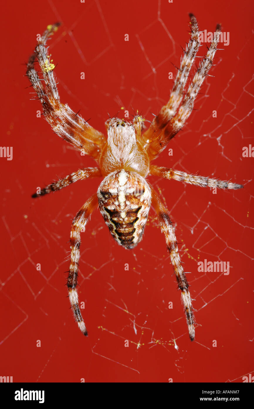 Nahaufnahme von einer Kreuzspinne, auch genannt Kreuzspinne Araneus Diadematus in sein Netz auf rotem Grund Stockfoto