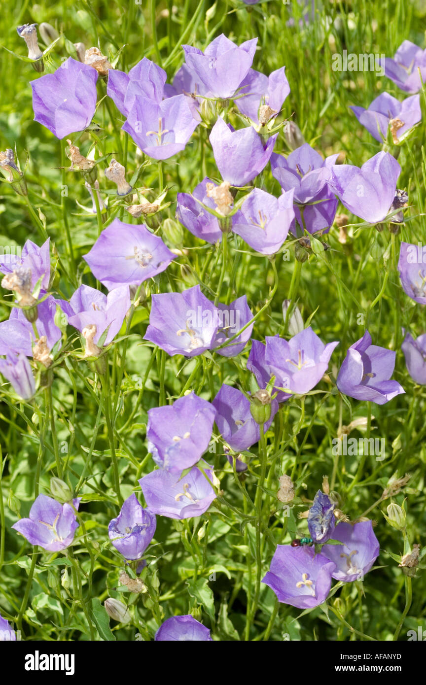 Violett blau Blumen Glocke Campanulaceae Campanula Carpatica Karl Foester Nowotarski Bereich Europa Stockfoto