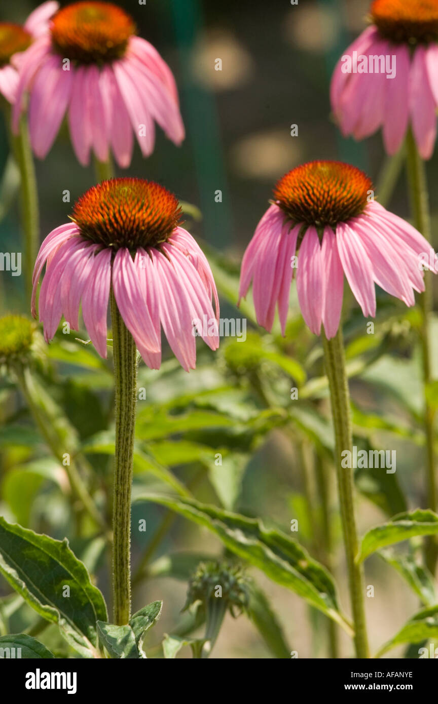 Lila Blüten der Heilpflanze Echinacea schwarz Sampson lila Sonnenhut Rudbeckia Missouri Snakeroot Asteraceae Stockfoto