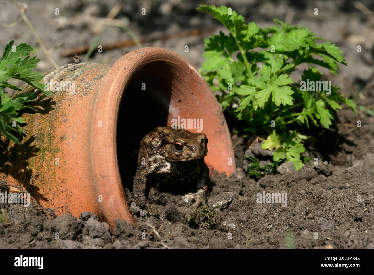 Gemeinsamen Kröte Bufo Bufo Wiltshire Stockfoto
