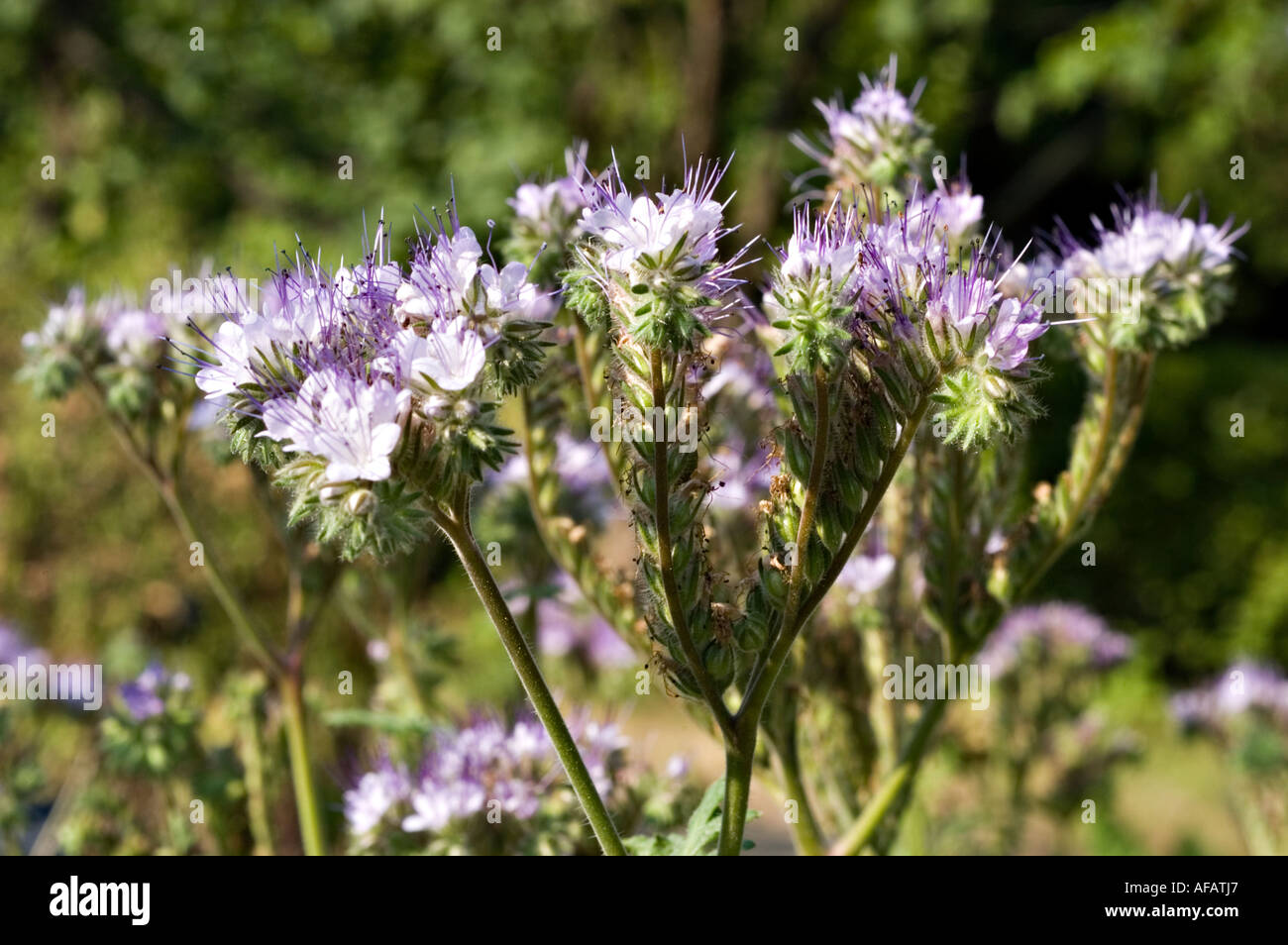 Hellviolette Blüten von Lacy oder lacey Phacelia (Phacelia tanacetifolia) blühen auf einem Feld. In Nordamerika beheimatet und in Europa eingebürgert. Stockfoto