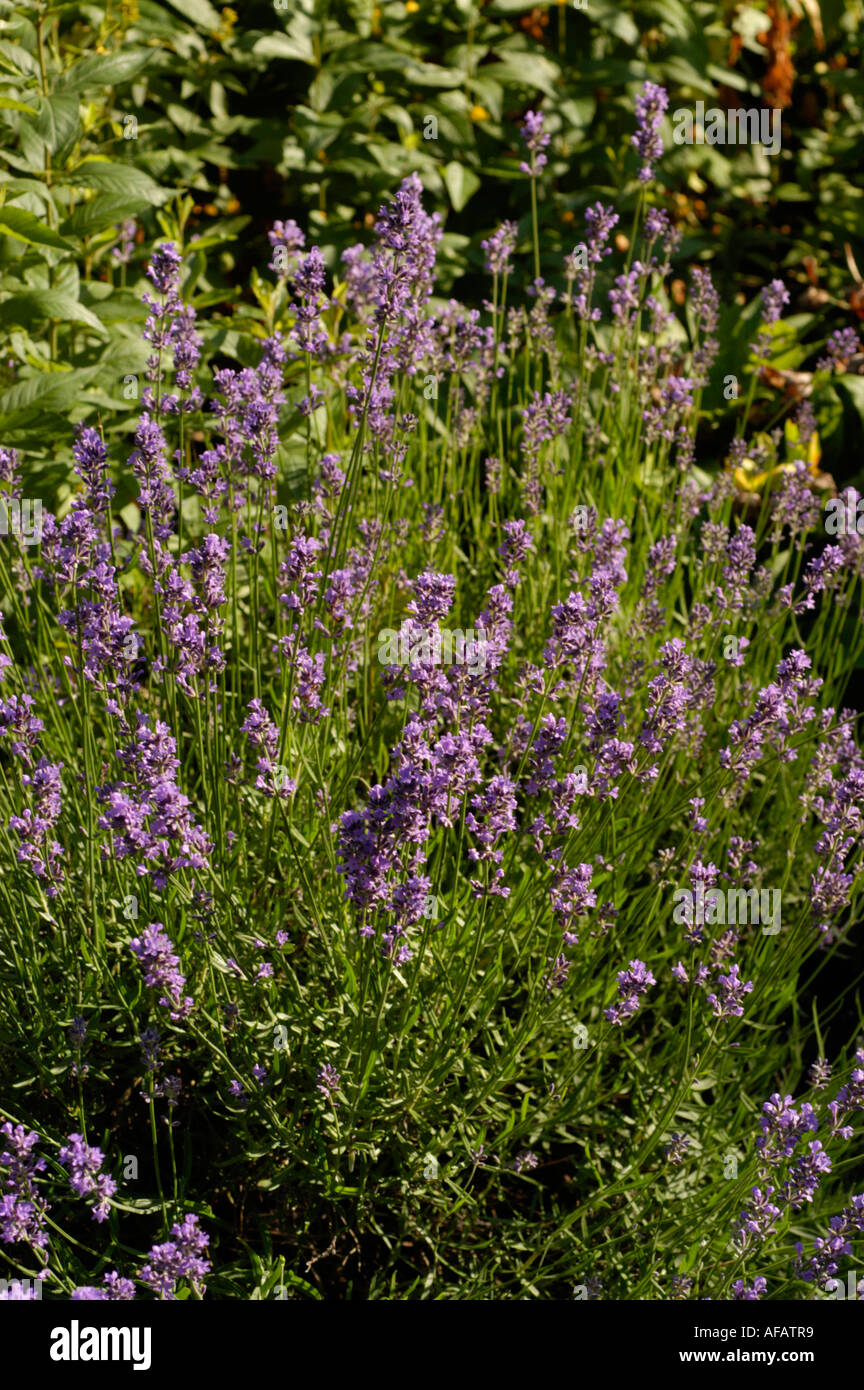 Kleine blaue violetten Blüten des englischen Lavendel Labiatae Lavendula angustifolia Stockfoto