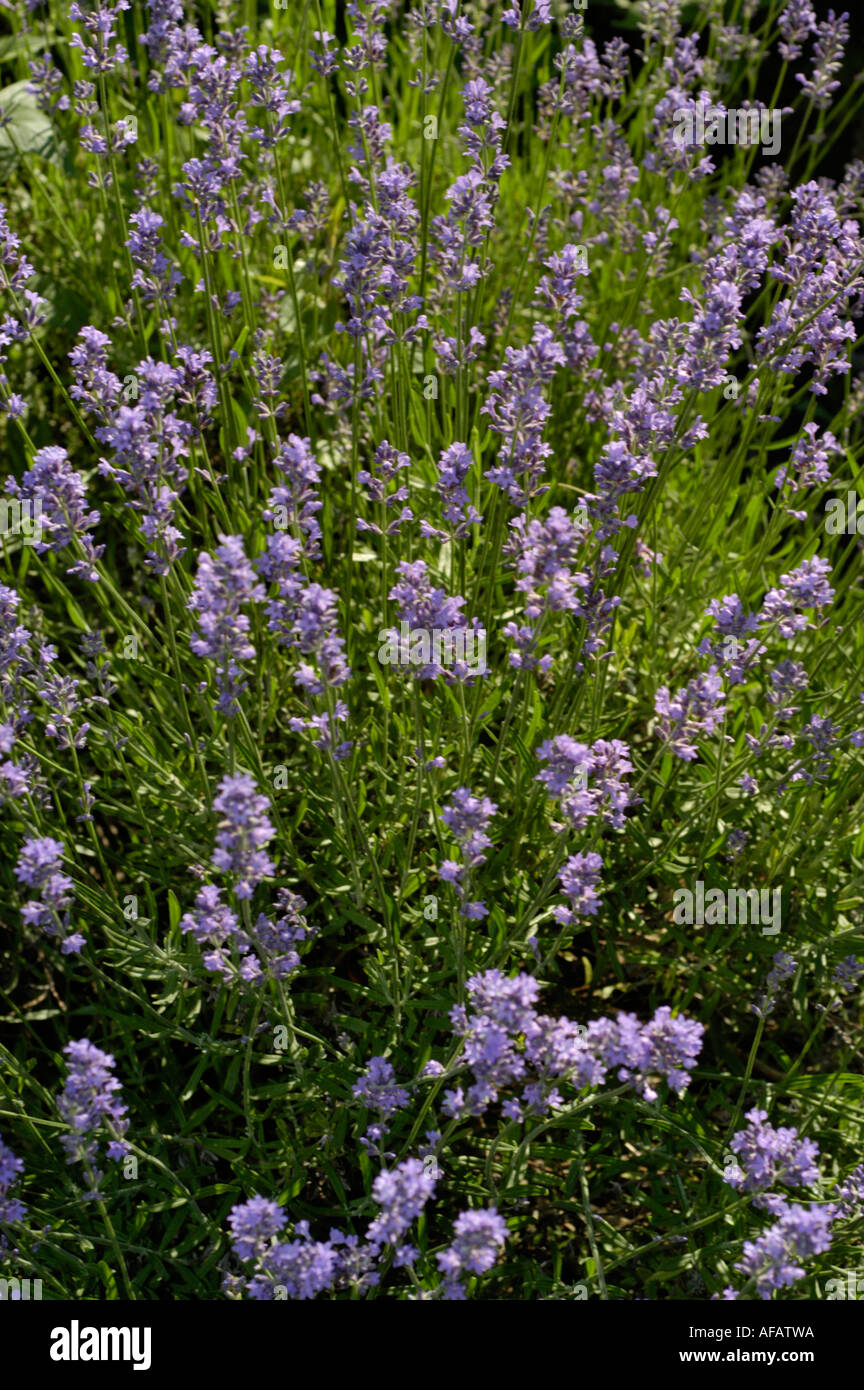 Kleine blaue violetten Blüten des englischen Lavendel Labiatae Lavendula angustifolia Stockfoto