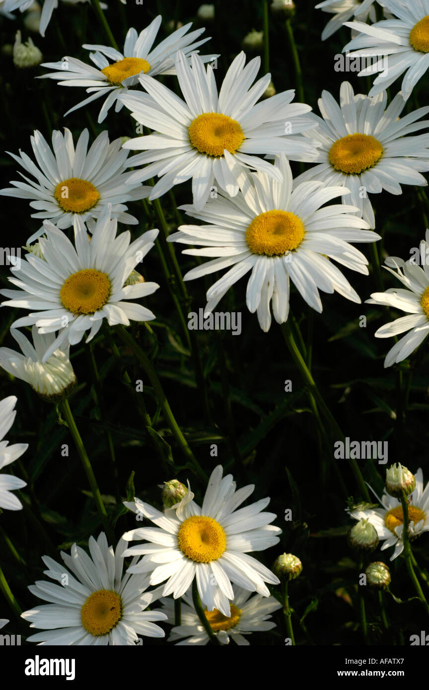 Weiße Blüten von max Chrysantheme Chrysanthemum Maximum oder Shasta Daisy Compositae Leucanthemum maximale Europa Stockfoto