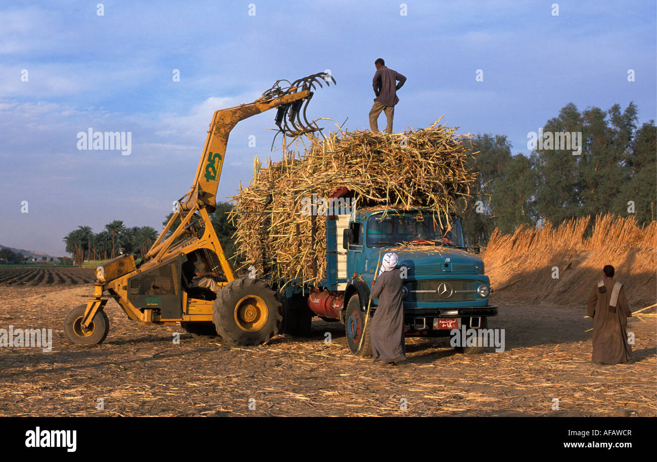 Ägypten Luxor Zuckerrohr auf LKW verladen Stockfoto