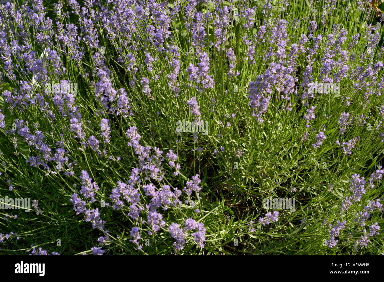 Kleine blaue violetten Blüten des englischen Lavendel Labiatae Lavendula angustifolia Stockfoto