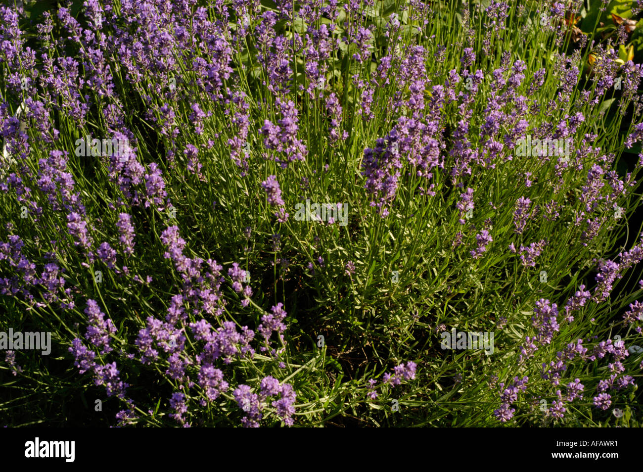 Kleine blaue violetten Blüten des englischen Lavendel Labiatae Lavendula angustifolia Stockfoto
