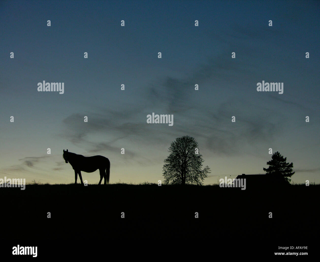 Pferd, warmen Frühling Abend Westmoreland County Pennsylvania Stockfoto