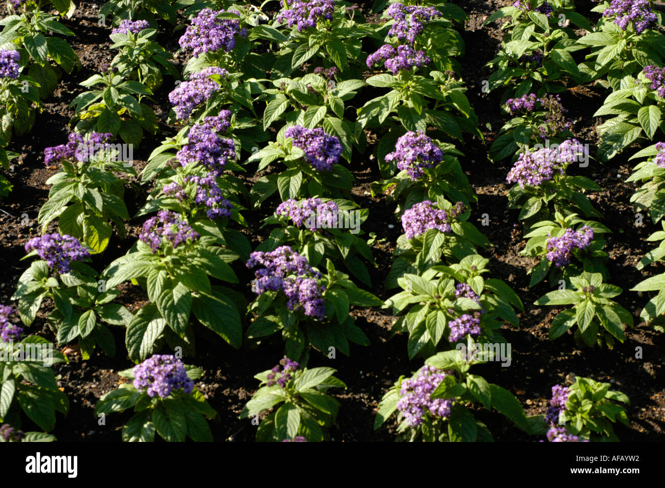 Blau-violetten Blüten von Cherry Pie Heliotrop Turnsole Boraginaceae Heliotropium Peruvianum Peru Südamerika Stockfoto