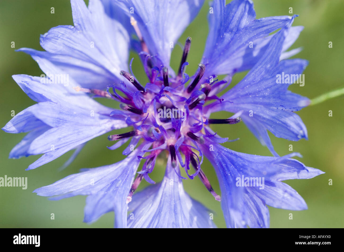 Blauen, violetten Blüten der Kornblume-Asteraceae-Centaurea cyanus Stockfoto
