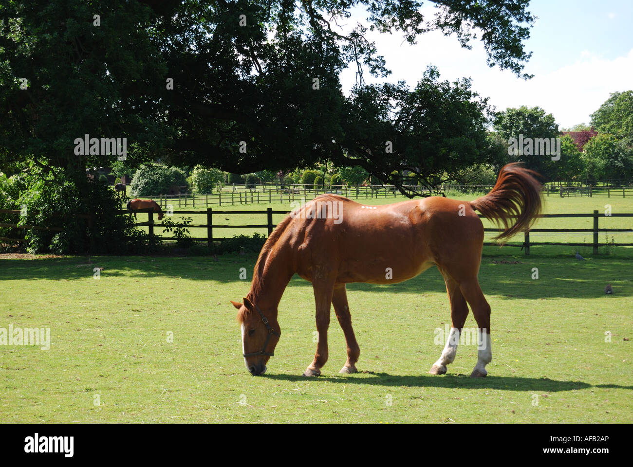 Pferd im Feld, Virginia Water, Surrey, Berkshire, Vereinigtes Königreich Stockfoto