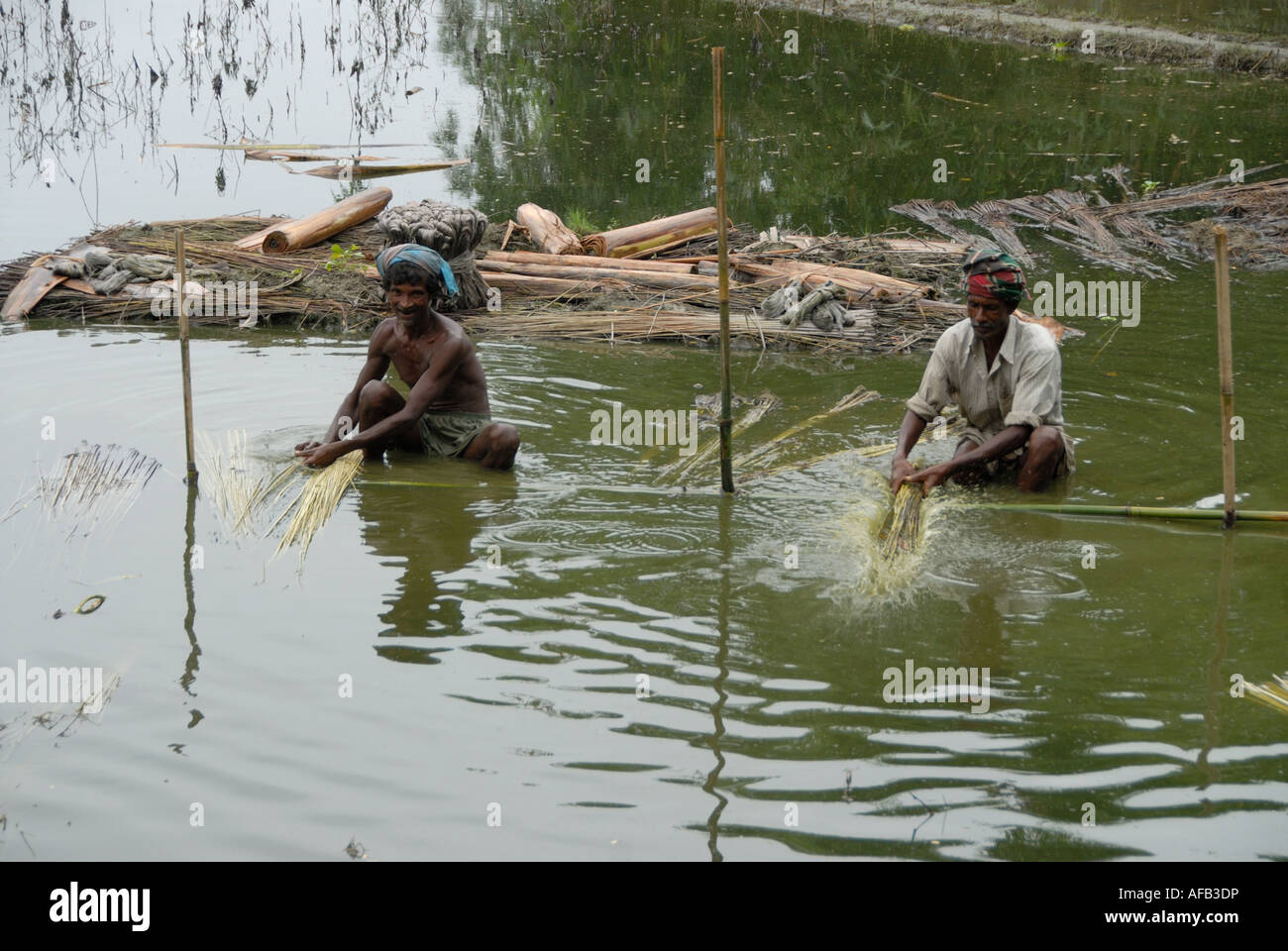 Bangladesch 2007 nach der Flut.  Vorbereitung von Jute durch Einweichen in Wasser, damit es weich und extrahieren die jute Stockfoto