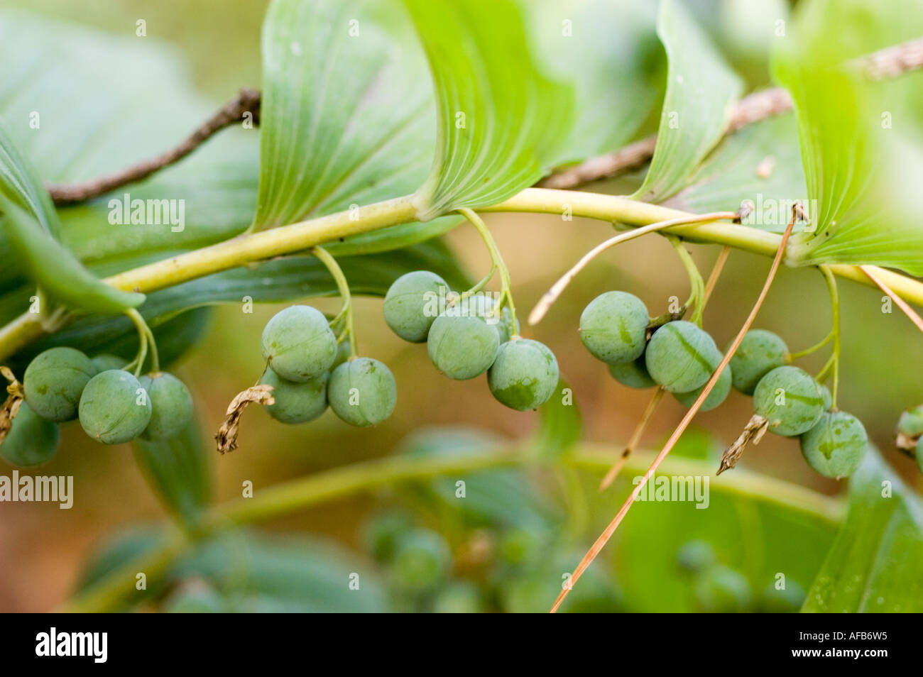 Solomons dichten grünen Beeren Polygonatum odoratum Stockfoto