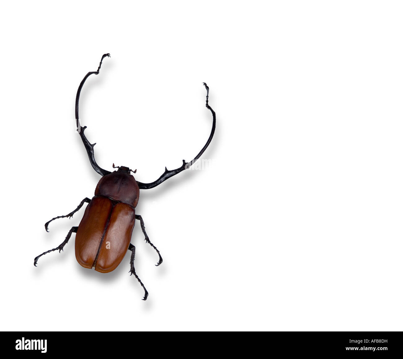 Lange bewaffneten Chafer Käfer 'Euchirus Longimanus"aus Indonesien Stockfoto