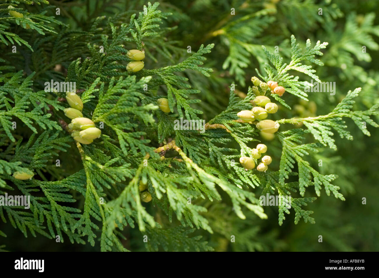 Unreife Frchte und grnes Laub der in Kanada und den USA heimischen  arborvitae Cupressaceae Thuja ocidentalis Stockfotografie - Alamy