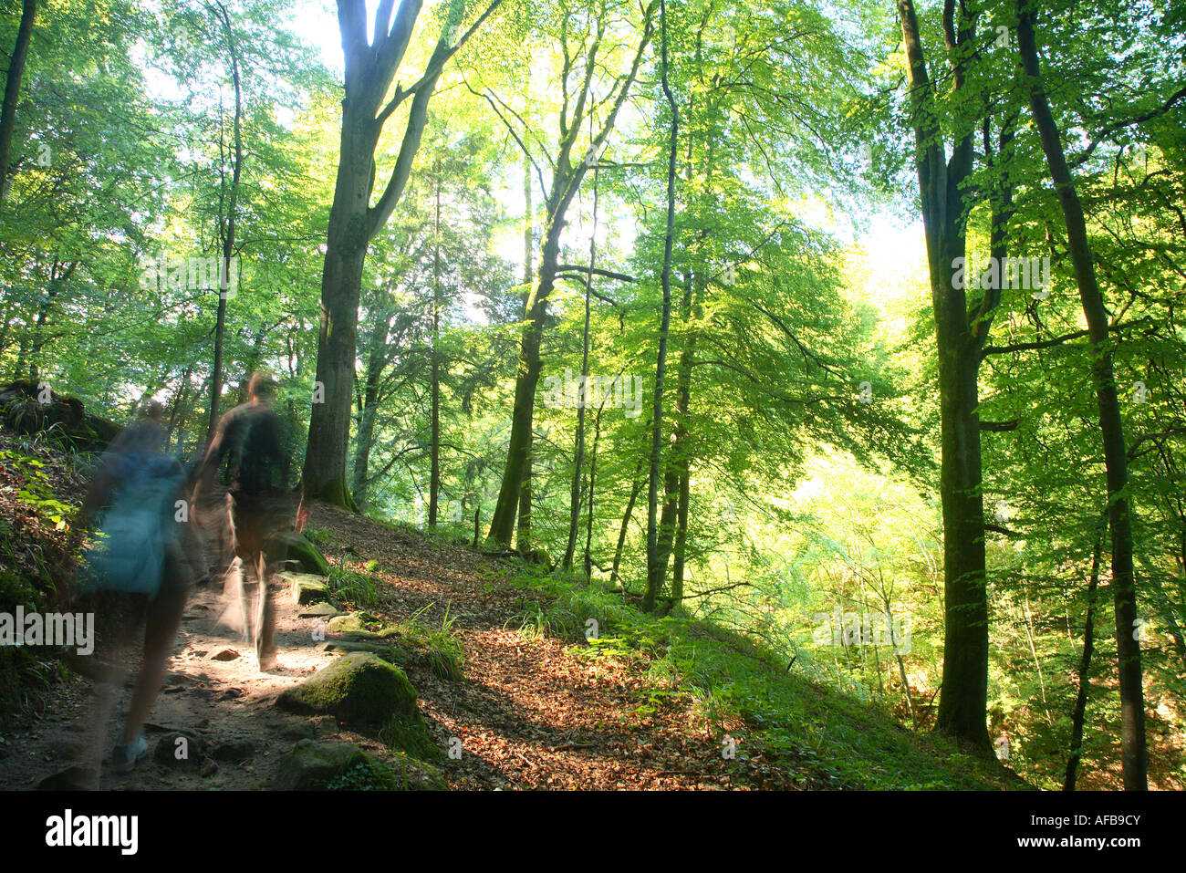 Wald-Wald zwischen Echternacht und Berdorf in Petite Suisse Luxembourgeoise, Luxemburg Stockfoto