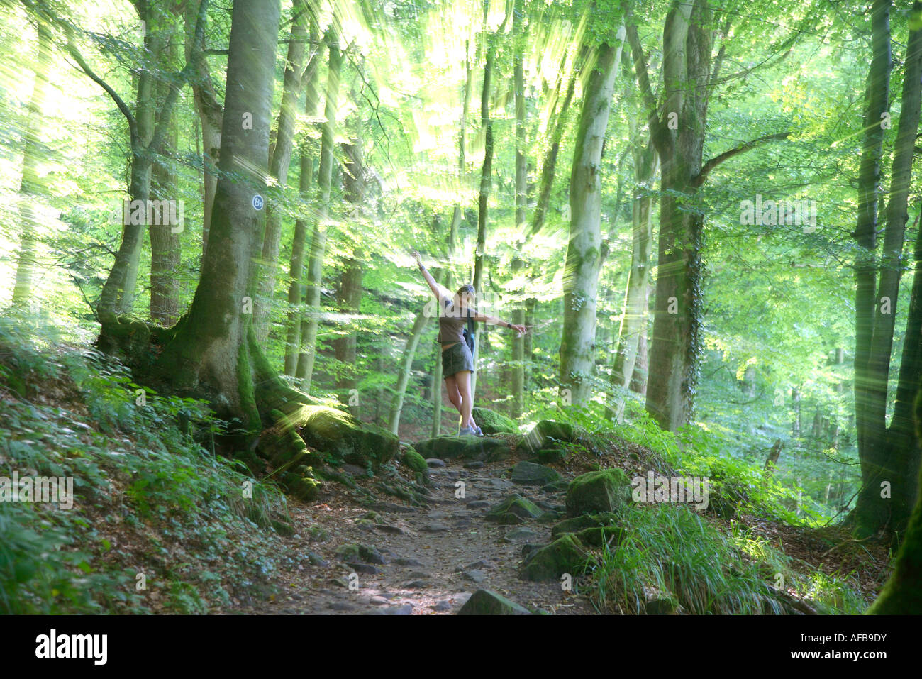 Wald-Wald zwischen Echternacht und Berdorf in Petite Suisse Luxembourgeoise, Luxemburg Stockfoto