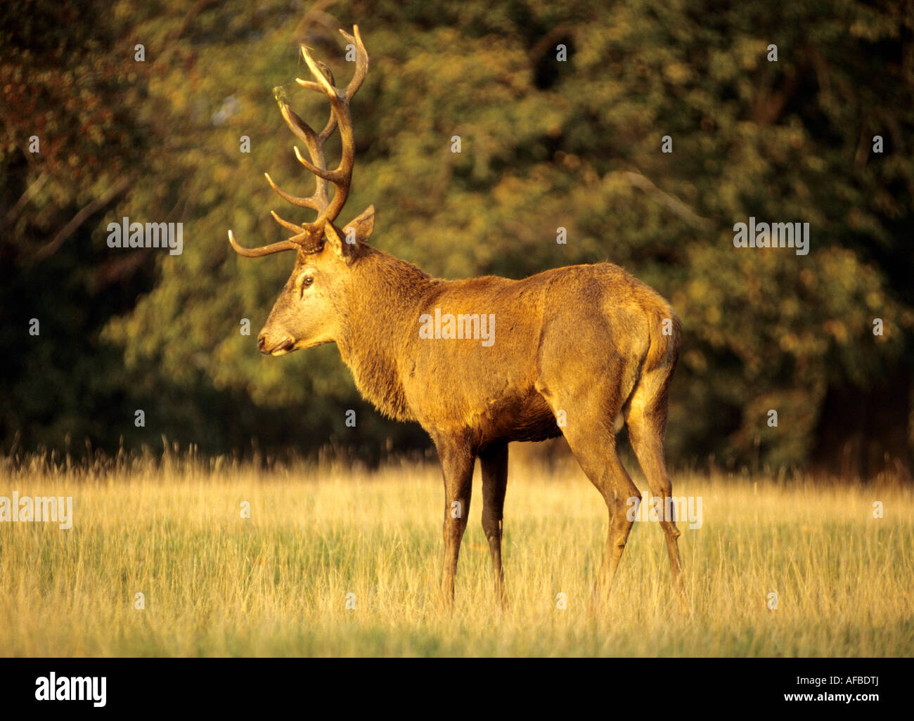Fountains Abbey Deer Park, Studley Royal, North Yorkshire, England, UK, Stockfoto