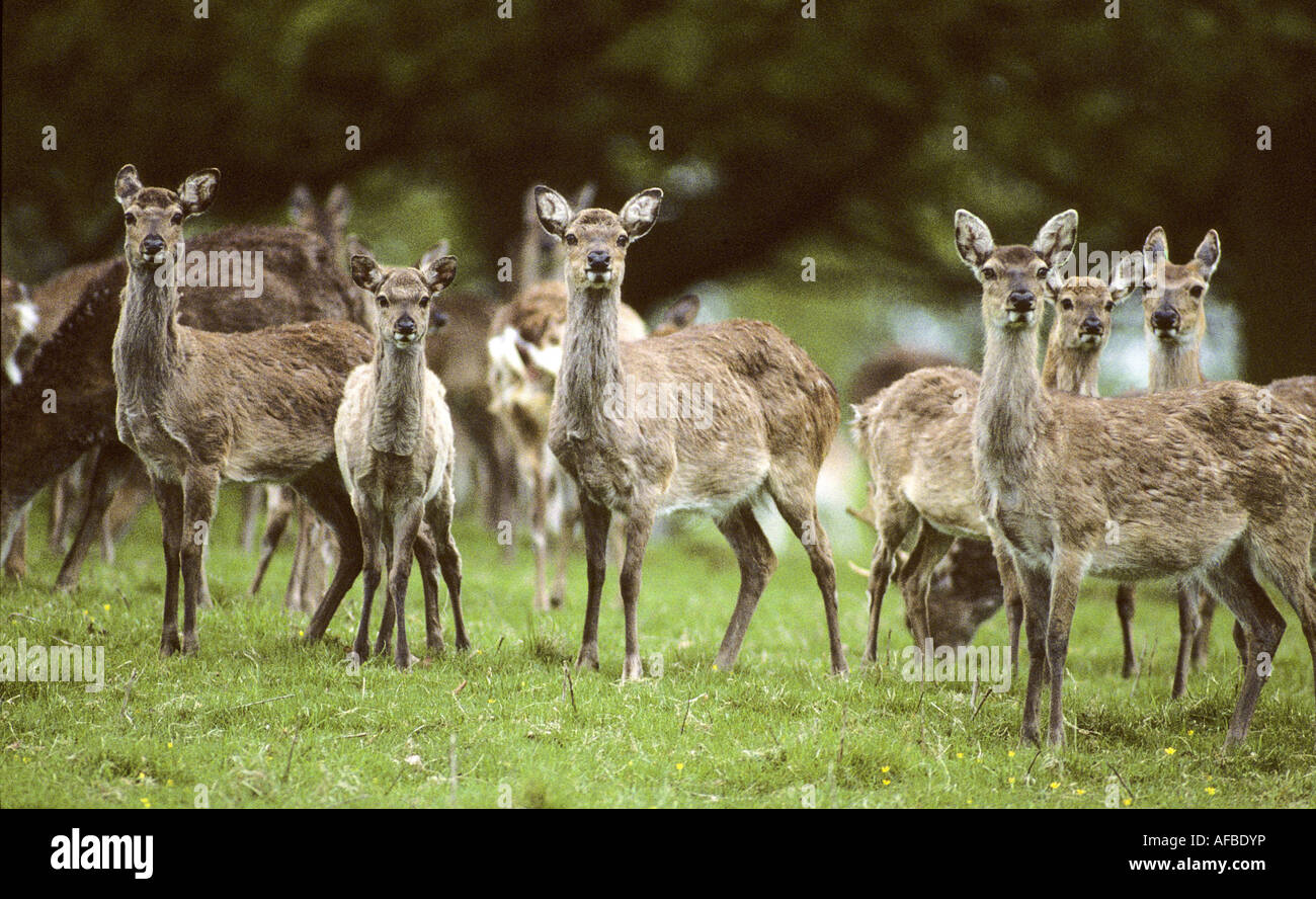Fountains Abbey Deer Park, Studley Royal, North Yorkshire, England, UK, Stockfoto