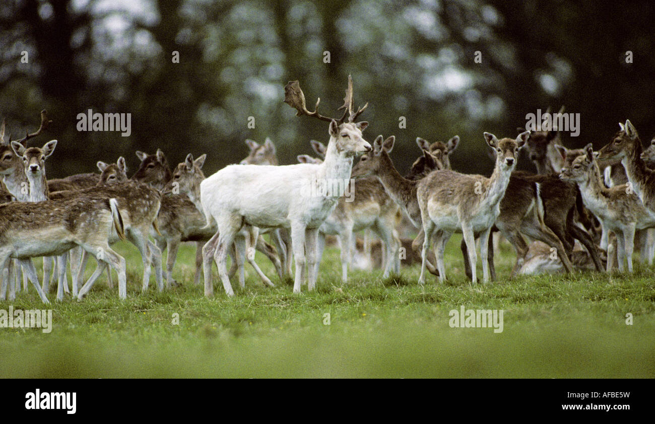 Fountains Abbey Deer Park, Studley Royal, North Yorkshire, England, UK, Stockfoto