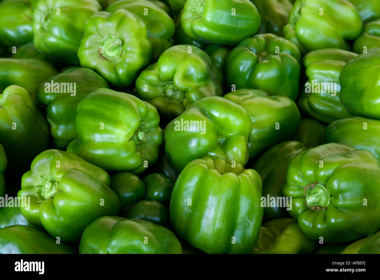 Grüne süße Paprika, California Stockfoto