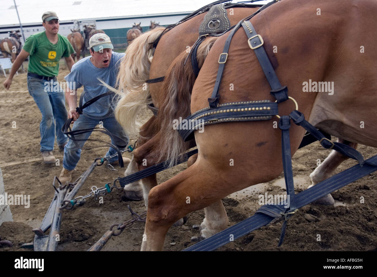 Pferd-ziehen an der Champlain Valley Expo, Essex, Vermont. Stockfoto