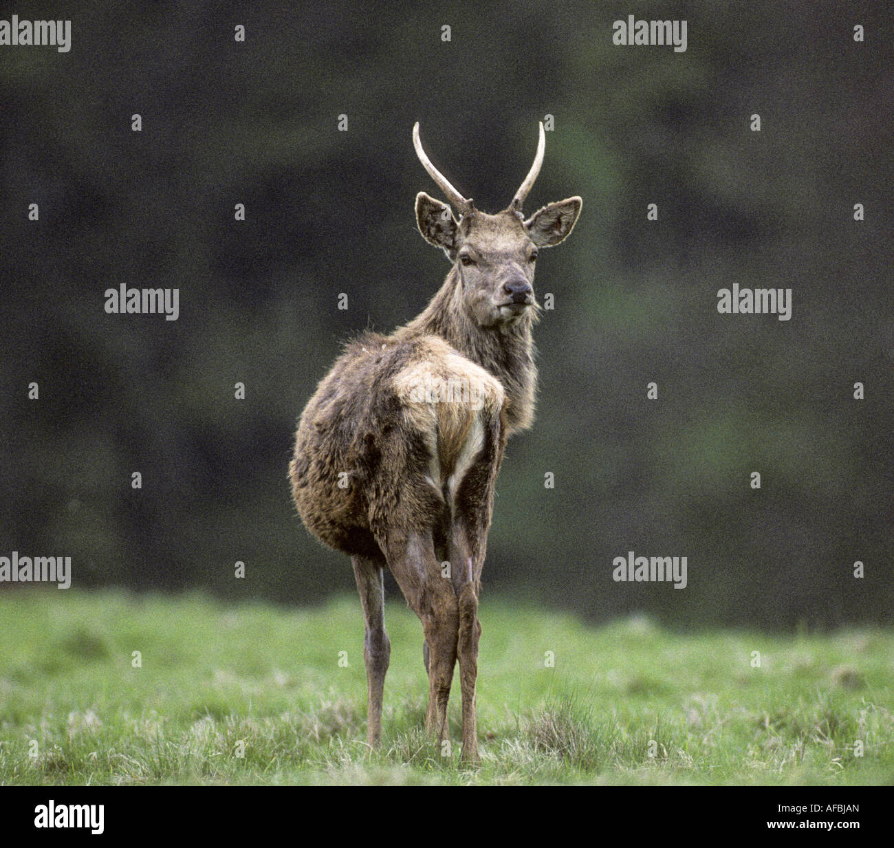 Fountains Abbey Deer Park, Studley Royal, North Yorkshire, England, UK, Stockfoto