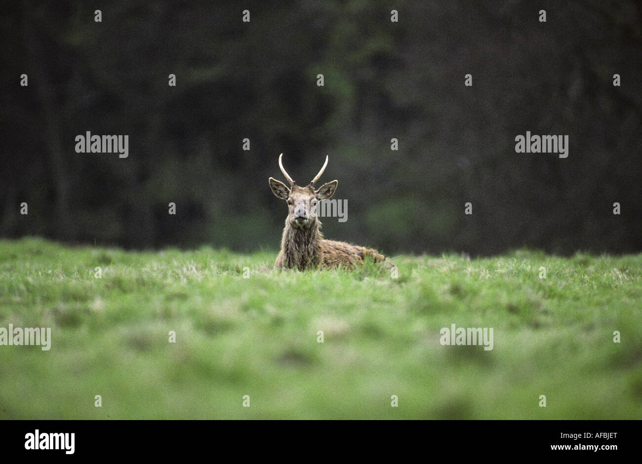 Fountains Abbey Deer Park, Studley Royal, North Yorkshire, England, UK, Stockfoto