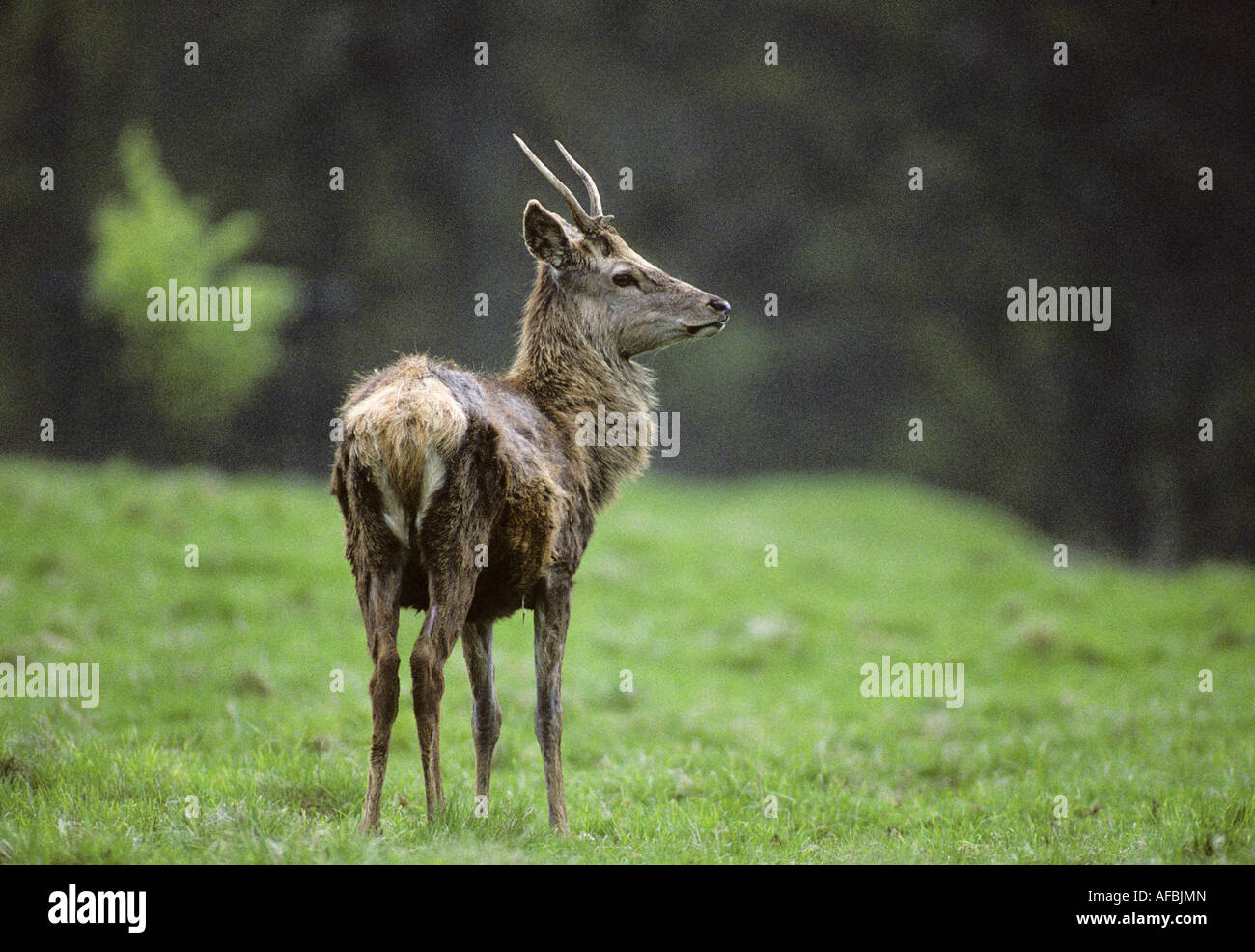 Fountains Abbey Deer Park, Studley Royal, North Yorkshire, England, UK, Stockfoto