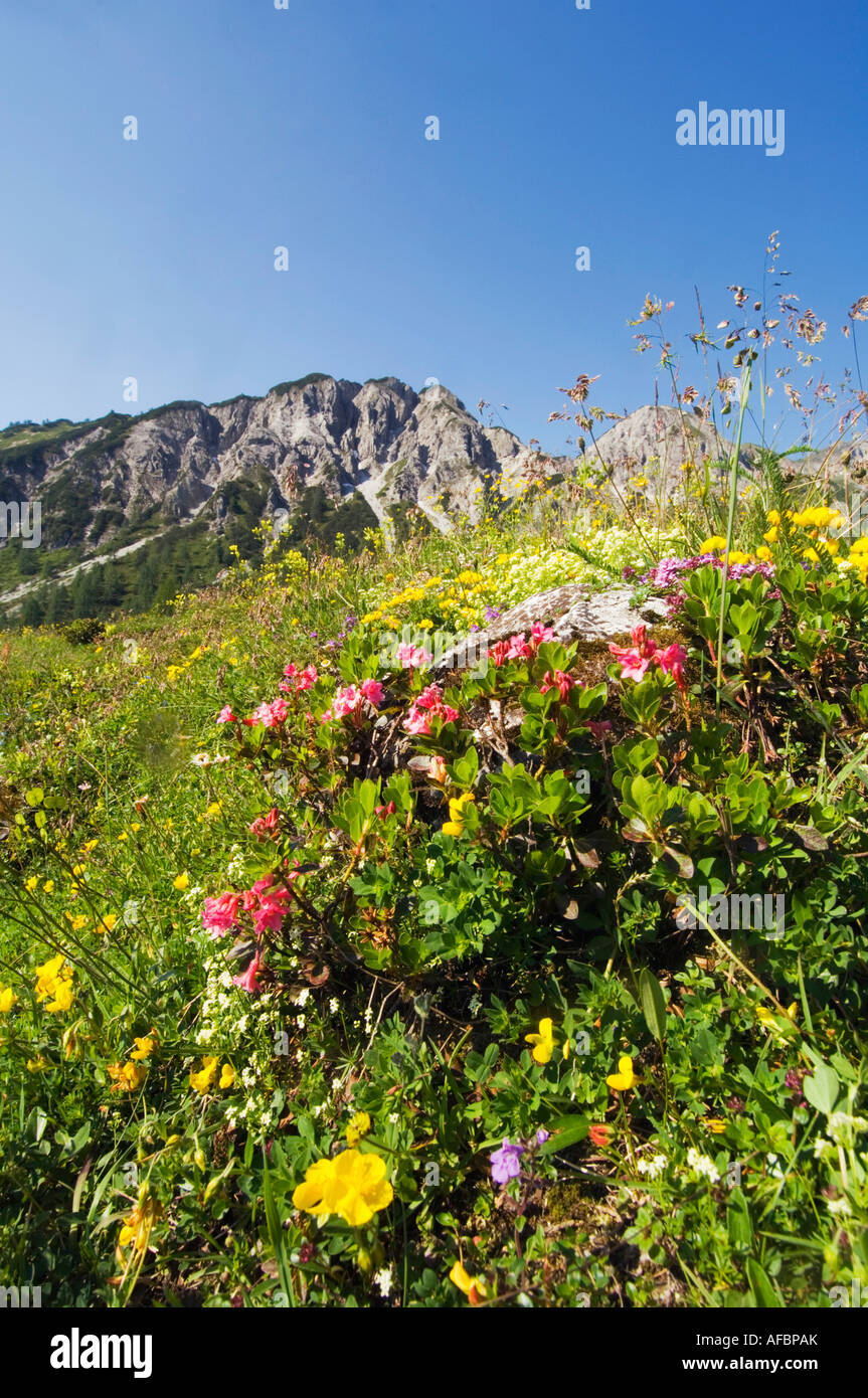 Weide in Bergen Stockfoto